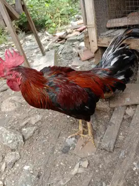 Dijual ayam kampung sepasang
