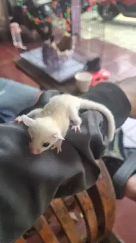 SUGAR GLIDER LEUCISTIC JOEY BETINA