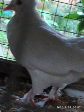 Burung merpati kipas