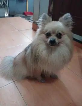 Anjing minipom jantan non stmb