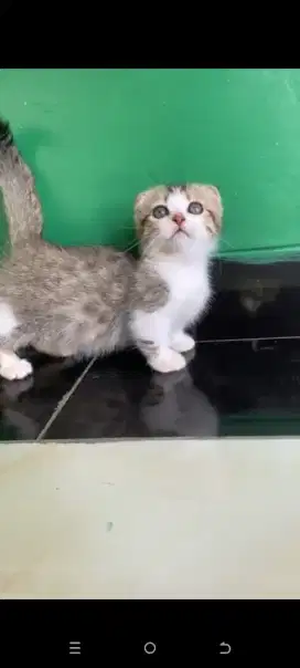 Kucing Munchkin gaelic fold/kaki pendek scotish/cebol Scottish BSH