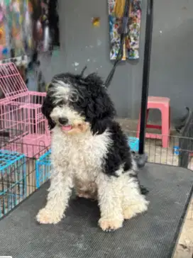 Anjing toy poodle party betina