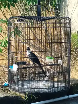 Bilbong pendeta fulset