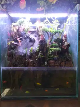 Jual paludarium koleksi sendiri.Sudah bosan, pengin buat baru