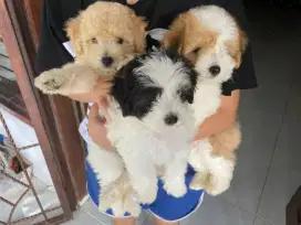 Dijual anjing super lucu