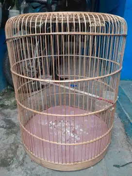Murai bikang istimewa