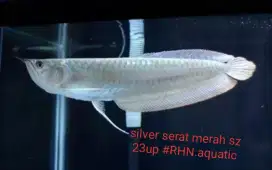 PROMO  MURAH 1e silver serat merah . Sz 24up + 1e koi sz 13up
