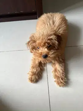 Anjing Poodle Betina 4 bulan