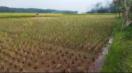 Di jual Sawah Rangkasbitung