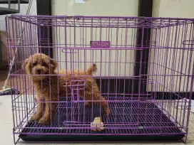 Dijual anjing jenis toys poodle