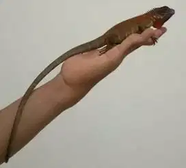 Iguana red baby up jantan