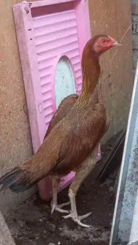 Ayam bangkok x mangon