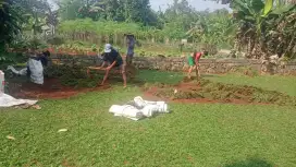 Rumput hias taman gajah mini