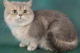 Kucing munchkin british short hair bsh british short hair
