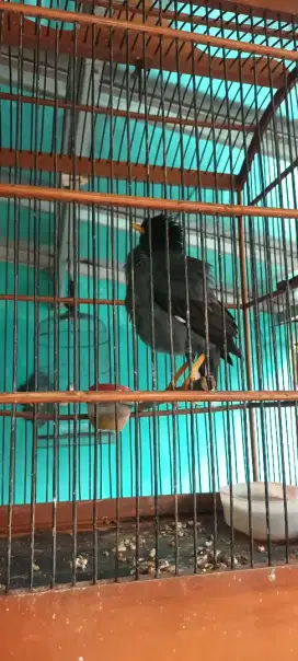 Jalak hitam mata putih