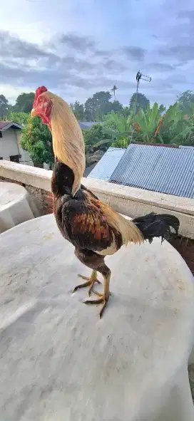 Di jual satu ekor ayam magon .