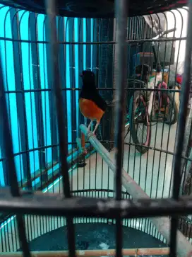 Murai batu seri f 2 gajor dewasa