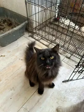 Open adop kucing persia gembul janta