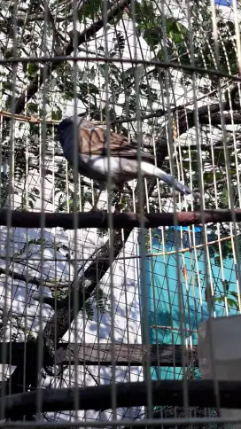 kenari f abu putih gacor