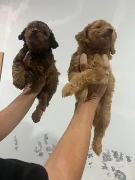 Open adopt puppy