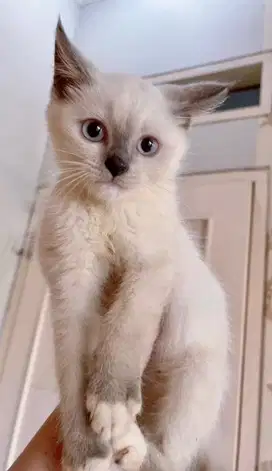 Kitten British Shortair lucu