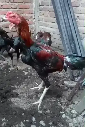 Ayam bangkok x mangon