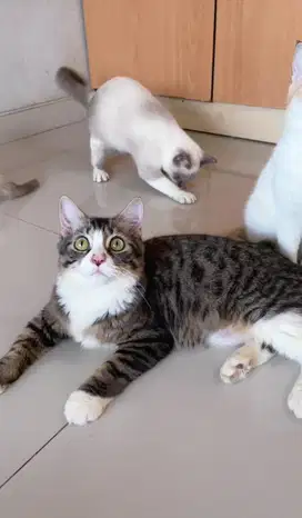 Open adop Kucing Scottish straight dan raqdoll