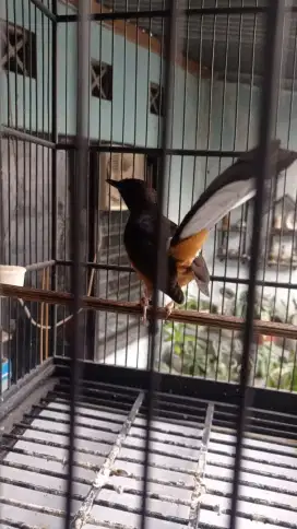 Jual burung Murai batu Betina