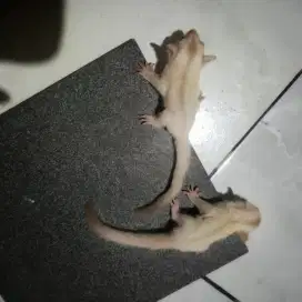 Sugar glider creamino 1 bulanan
