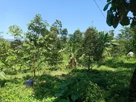 Tanah Kebun Durian, Alpukat dan Kopi