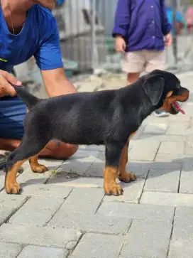 Rottweiler Puppy