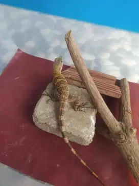 Similis iguana / ctenosaura similis