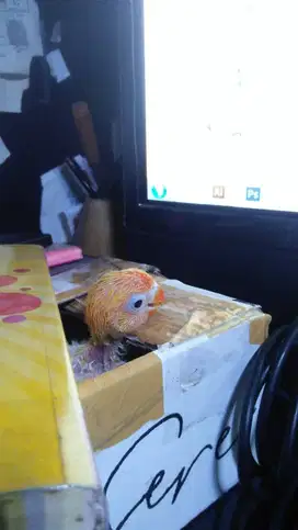burung Lovebird paud