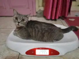 Kucing bsh betina anakan import Ukraina