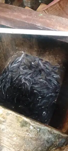 Jual Lele terjangkau