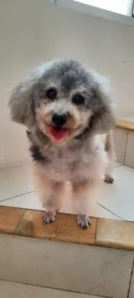 JUAL MURAH FEMALE DOGGIE/ANJING POODLE SILVER ada STAMBUM usia 2 tahun