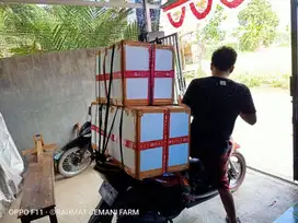 Mesin penetas telur otomatis