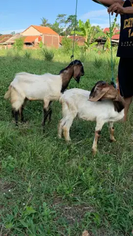 Jual kambing Jawa 2 yang minat