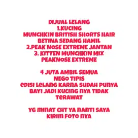 JUAL KUCING MUNCHKIN LELANG, (VC?ON)