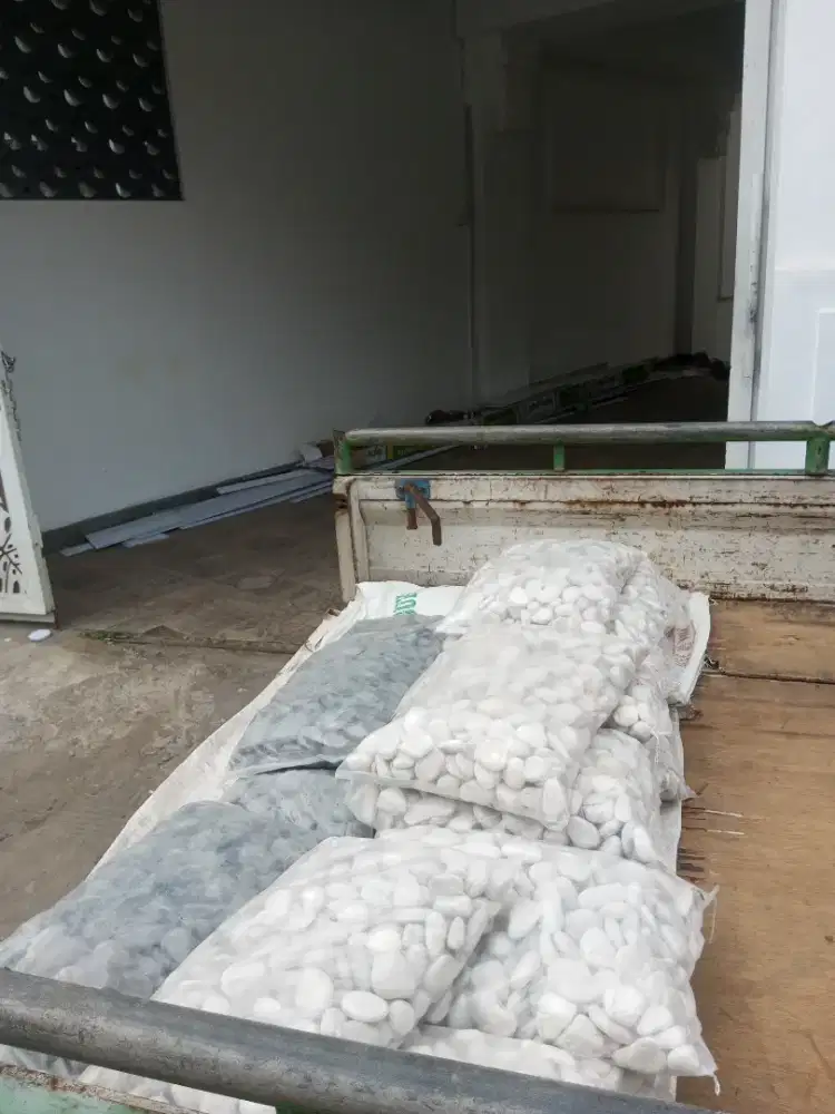 Koral Putih Kupang