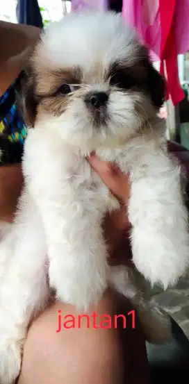 Puppy shih tzu non stmbum