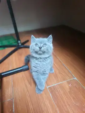 Open Adop Kitten BSH Abu2