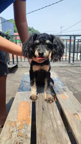Poodle Black Phantom Jantan