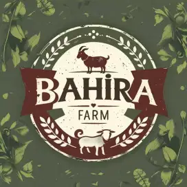 Jual kambing domba qurban & aqikah