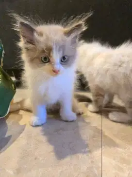 OPEN ADOPT KITTEN RAGDOLL (PURE)