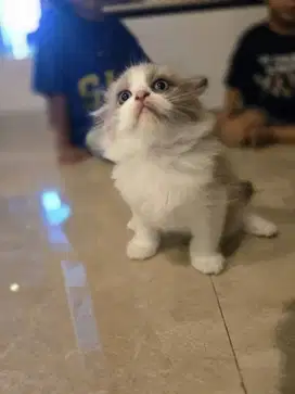 OPEN ADOPT KITTEN RAGDOLL