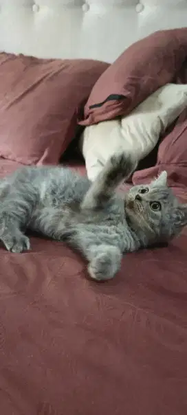 British shorthair 4 bulan