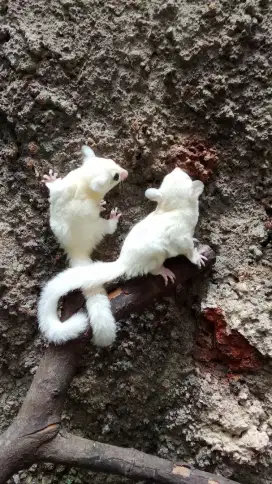 Sugar glider Leucistic 2 bulan