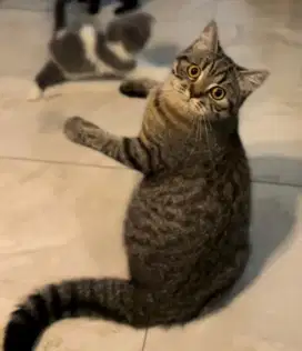 British shorthair betina 1.5 tahun