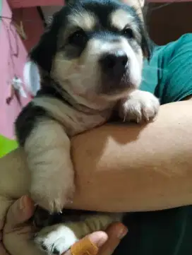 Anak anjing 1 bulan